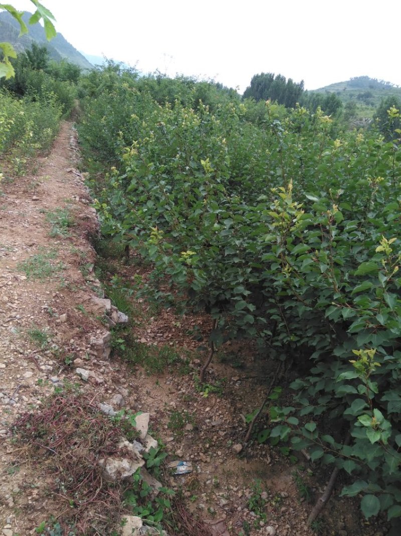 荷兰香蜜杏树苗基地供应量大质优价格优惠一手货源