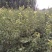 荷兰香蜜杏树苗基地供应量大质优价格优惠一手货源