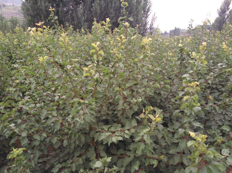 荷兰香蜜杏树苗基地供应量大质优价格优惠一手货源