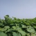 梓树苗