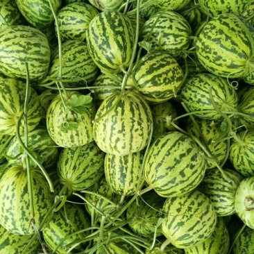 甜瓜，花蕾甜瓜皮薄肉厚香甜