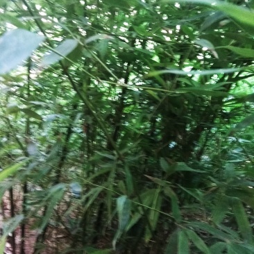 早园竹1.5米至2米
