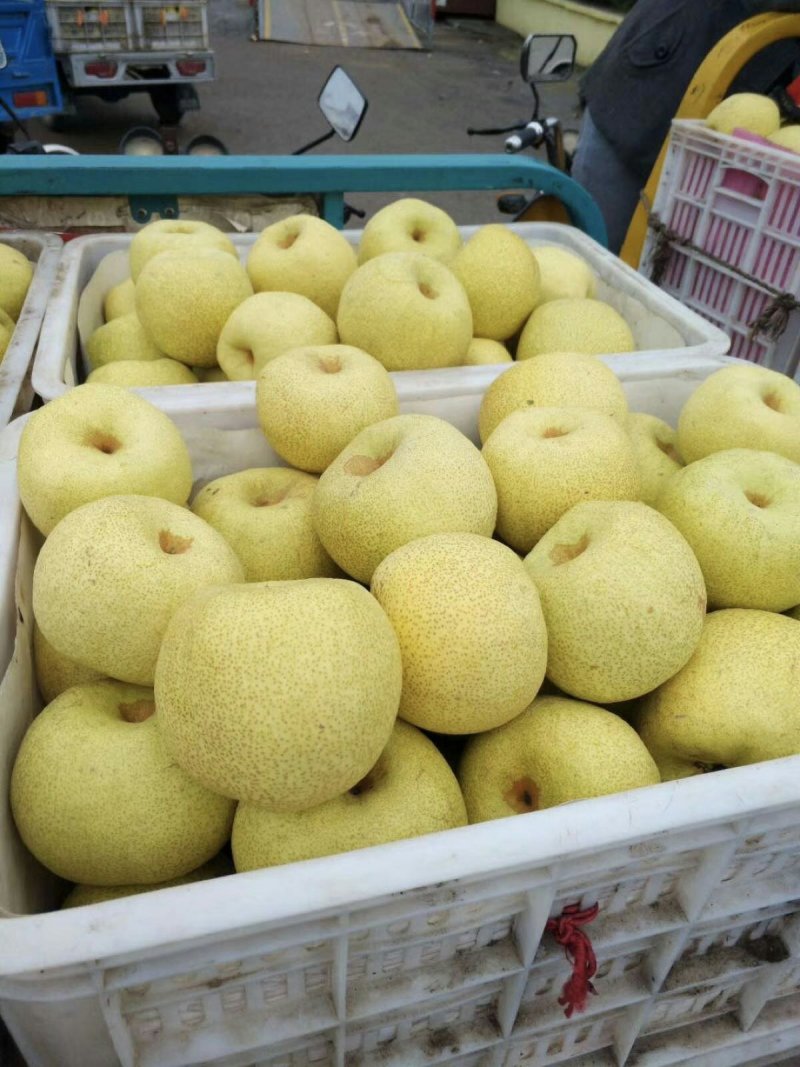 【梨】砀山梨精品礼盒包装一件代发百年品质包售后