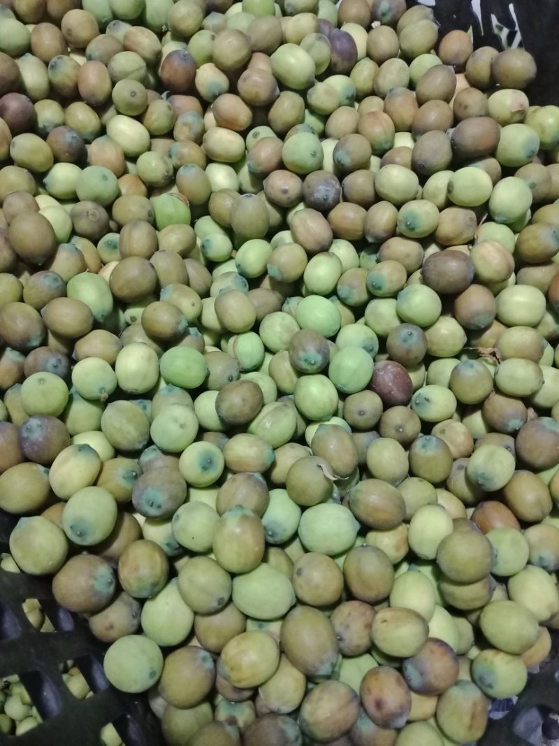 白莲子新鲜老莲子花莲草莲新鲜莲子鲜莲