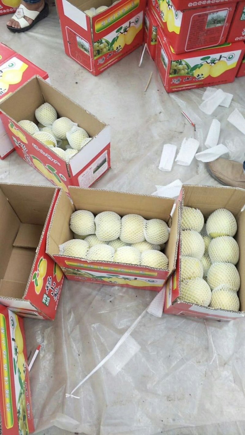【梨】砀山梨精品礼盒包装一件代发百年品质包售后