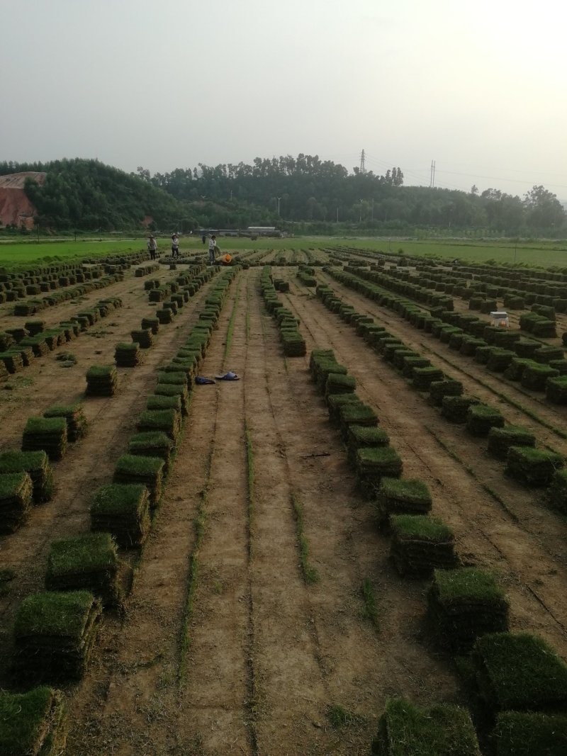 草皮，马尼拉，台湾草，大叶草，夏威夷