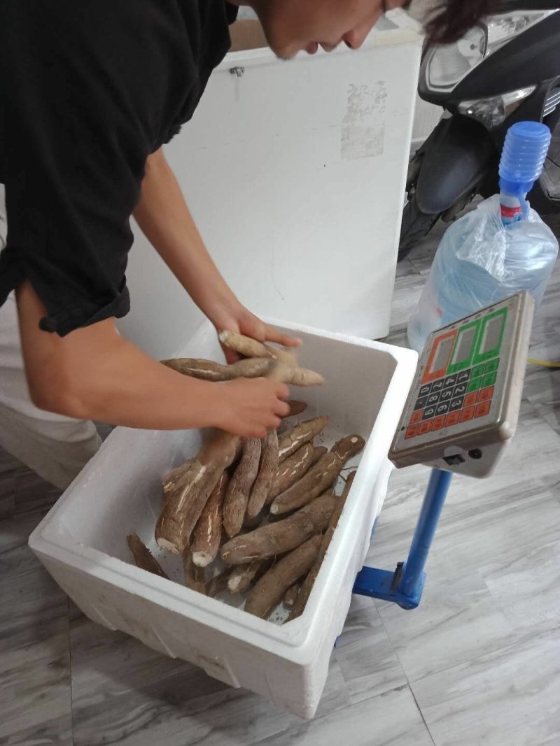 黄心面包木薯