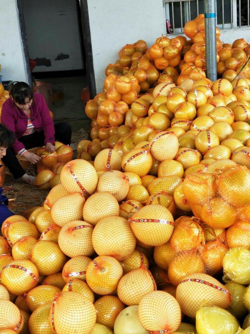 蜜柚琯溪蜜柚甜度可口货源充足请放心采购