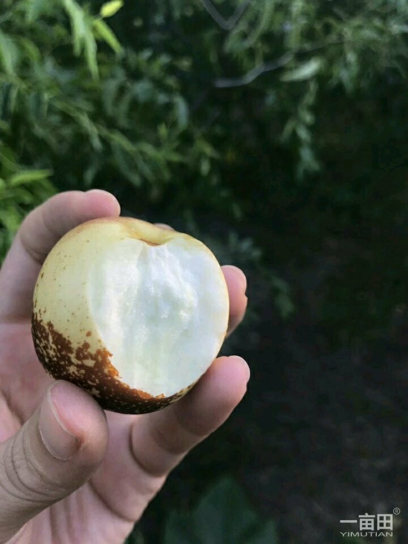 富硒冬枣