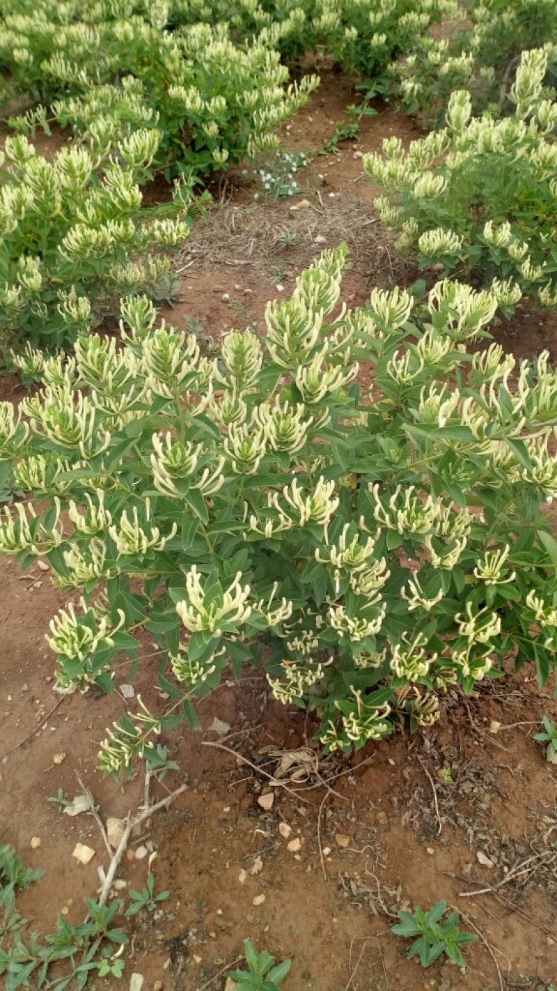 金银花苗四季金银花，红色金银花，包品种，包成活，