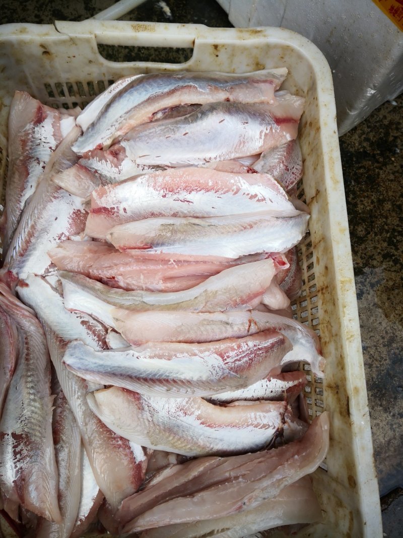 鲮鱼，白鲢鱼肉