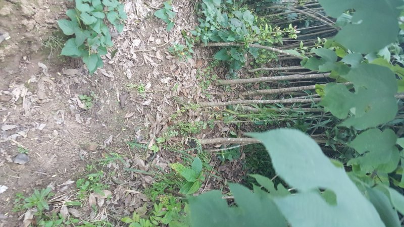 桂花苗精品桂花苗量大从优对接全国质量保障