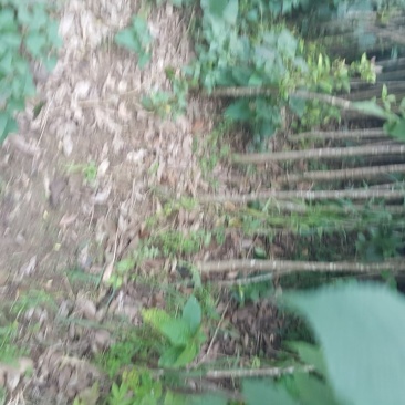 桂花苗精品桂花苗量大从优对接全国质量保障