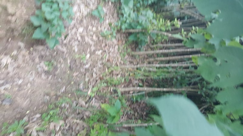 桂花苗精品桂花苗量大从优对接全国质量保障