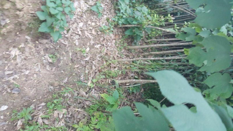 桂花苗精品桂花苗量大从优对接全国质量保障
