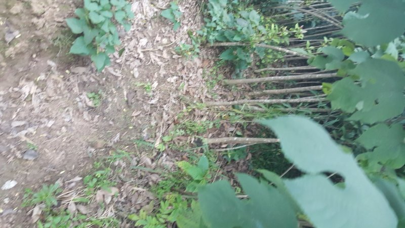 桂花苗精品桂花苗量大从优对接全国质量保障