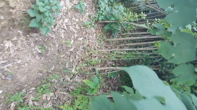桂花苗精品桂花苗量大从优对接全国质量保障