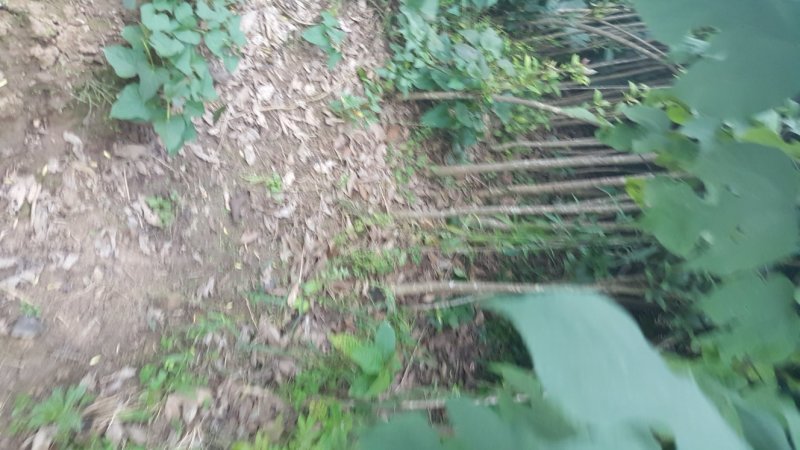 桂花苗精品桂花苗量大从优对接全国质量保障