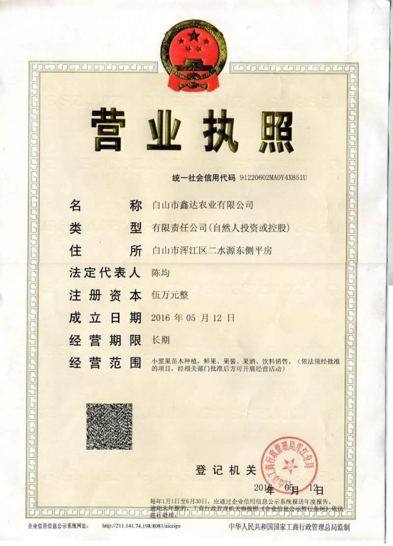灯笼果苗一年苗大果型丰产性强耐寒抗病虫害灯笼果红醋栗基地