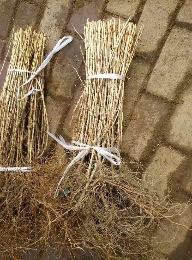 灯笼果苗一年苗大果型丰产性强耐寒抗病虫害灯笼果红醋栗基地