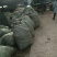 灯笼果苗一年苗大果型丰产性强耐寒抗病虫害灯笼果红醋栗基地