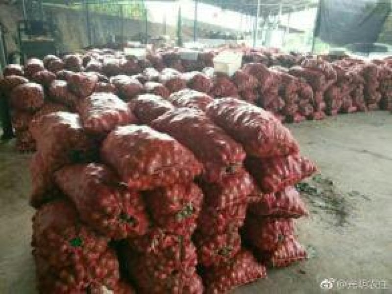 漾濞大泡核桃