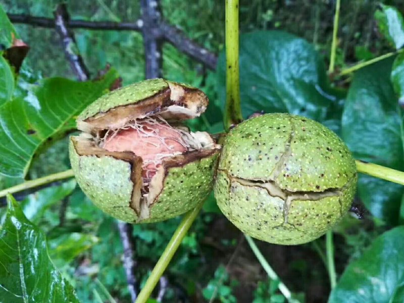 漾濞大泡核桃