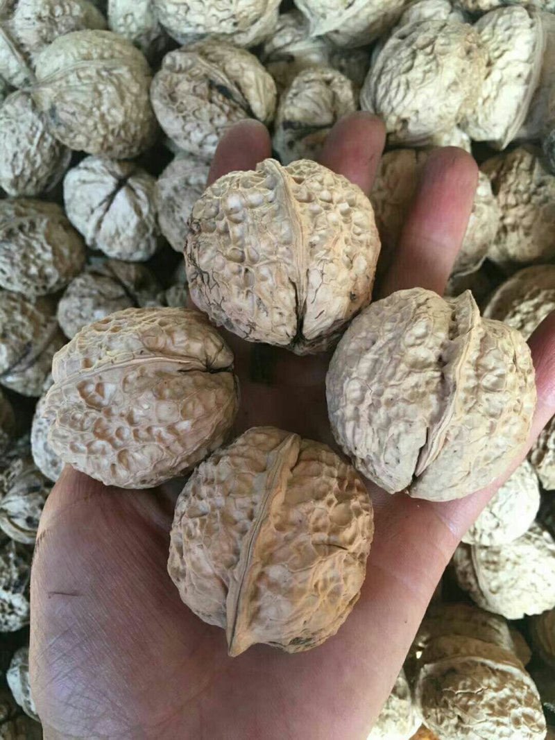 漾濞大泡核桃