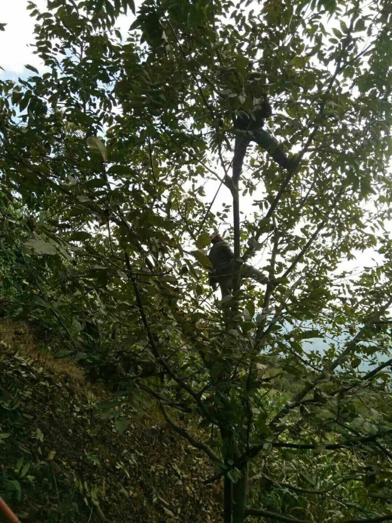 漾濞大泡核桃