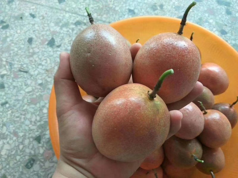 百香果