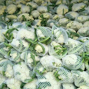 山东聊城，白面青梗松花，菜花，实力代收，刘宪争，代发全国