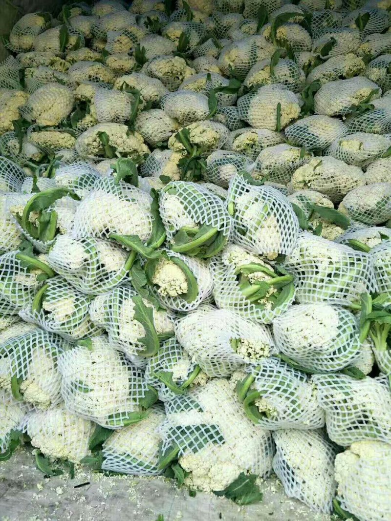山东聊城，白面青梗松花，菜花，实力代收，刘宪争，代发全国