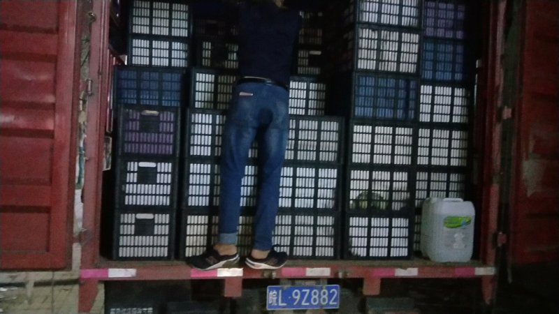 砀山县梨砀山酥梨产地直发糖度高全国各地代发