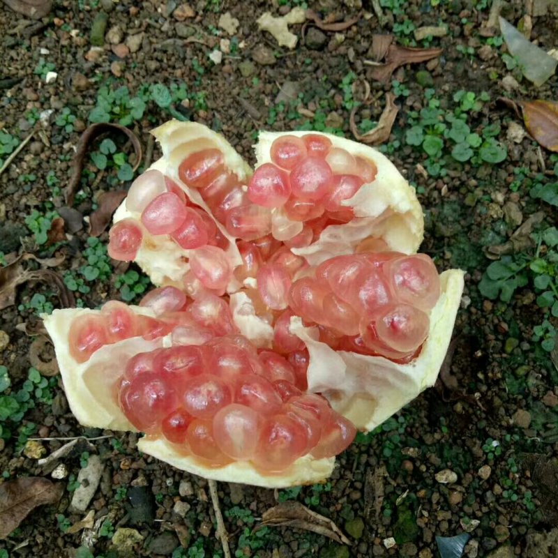 蒙自甜石榴皮薄籽软单个重6——8两