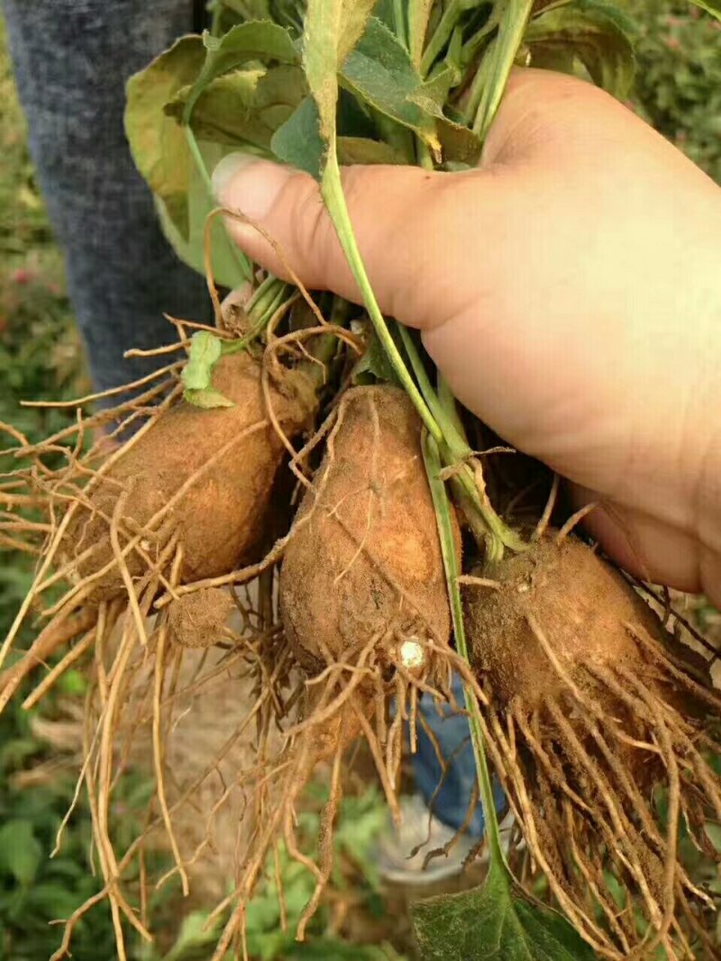 白芷，丹参，白术，白勺，各种药材种苗我都有
