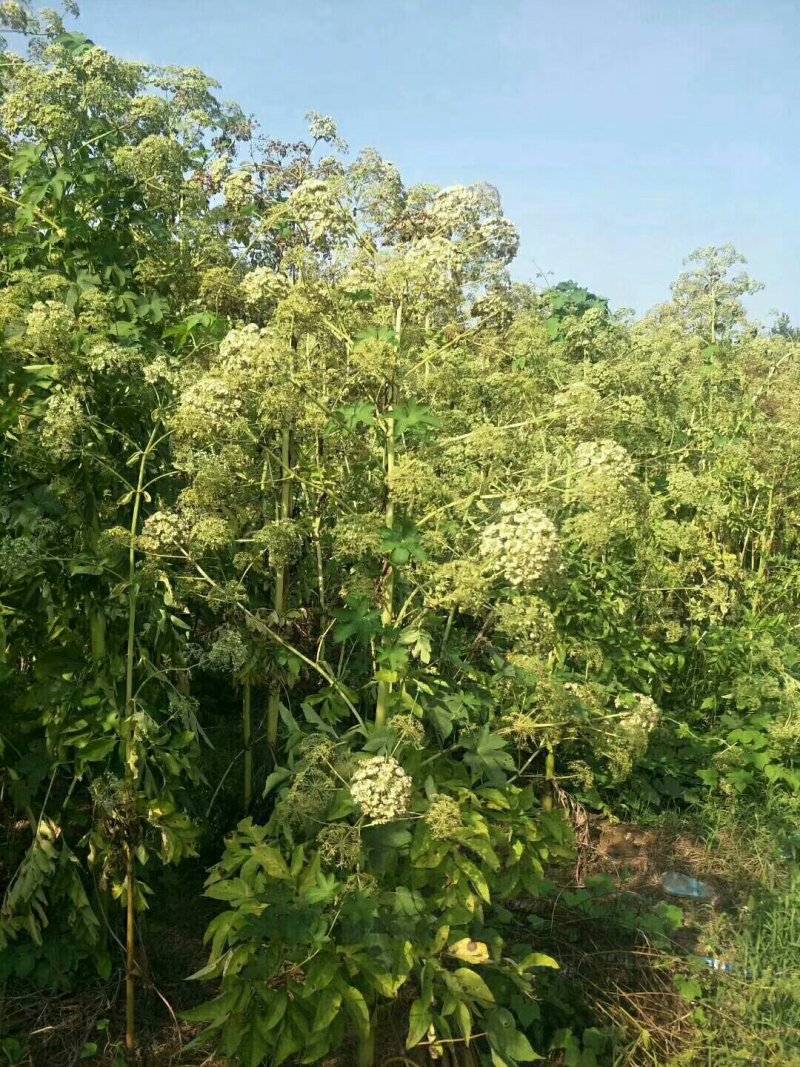 白芷，丹参，白术，白勺，各种药材种苗我都有