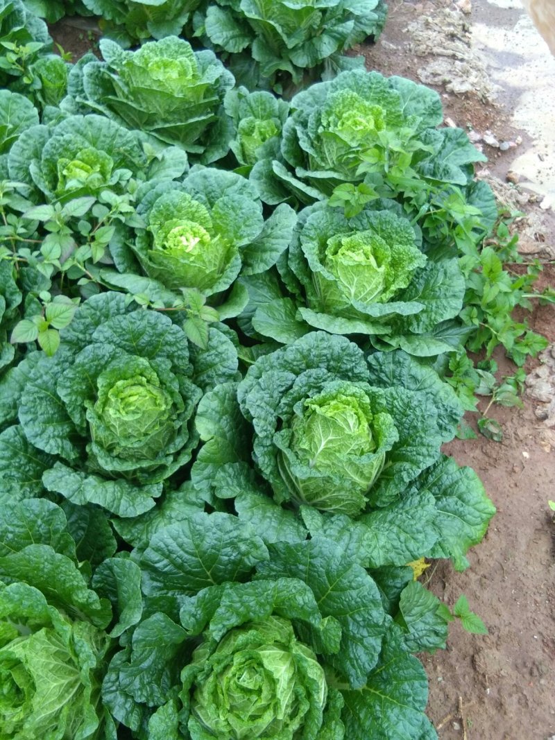 大白菜