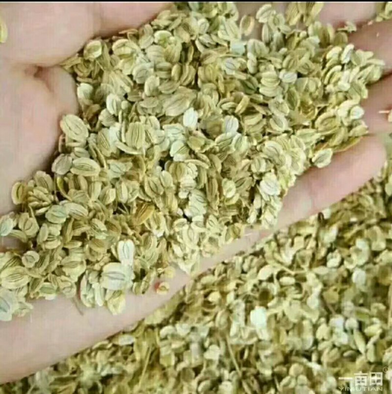 白芷，丹参，白术，白勺，各种药材种苗我都有