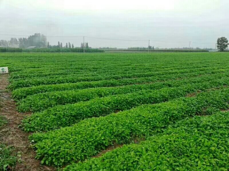 白芷，丹参，白术，白勺，各种药材种苗我都有