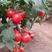 西红柿苗番茄苗越冬早春抗病硬粉高产山东西红柿苗