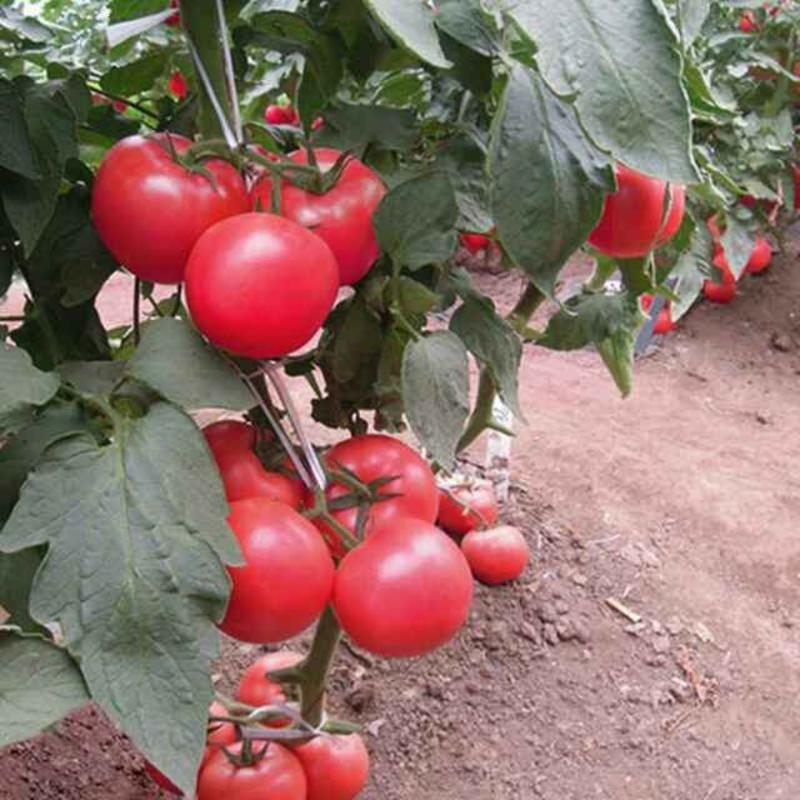西红柿苗番茄苗越冬早春抗病硬粉高产山东西红柿苗