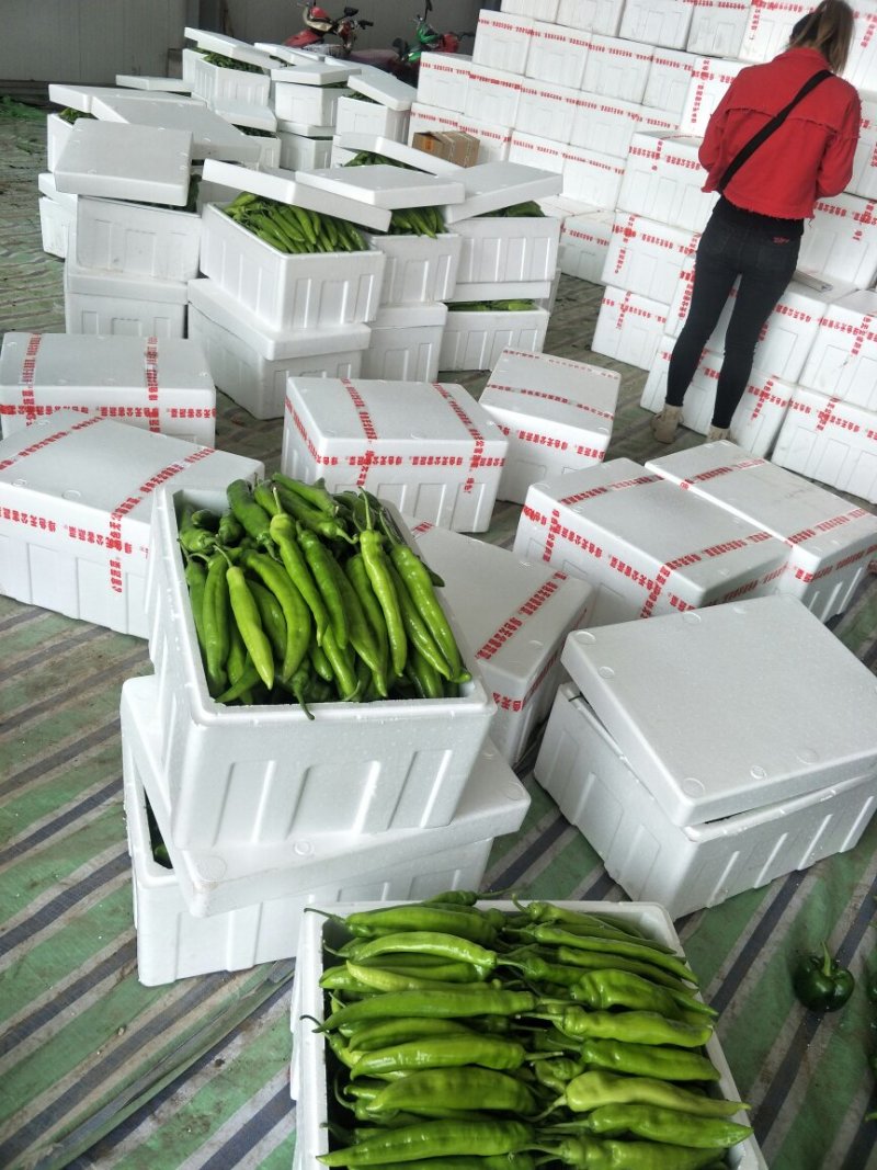 长剑尖椒大量上市.产地直供.质量好.黄皮辣椒.