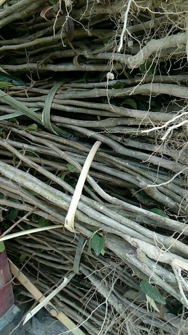 资丘邹皮木瓜树苗