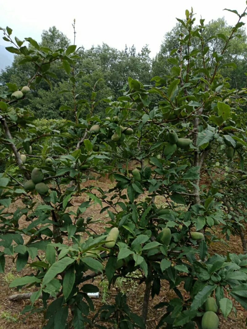资丘邹皮木瓜树苗