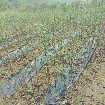 资丘邹皮木瓜树苗
