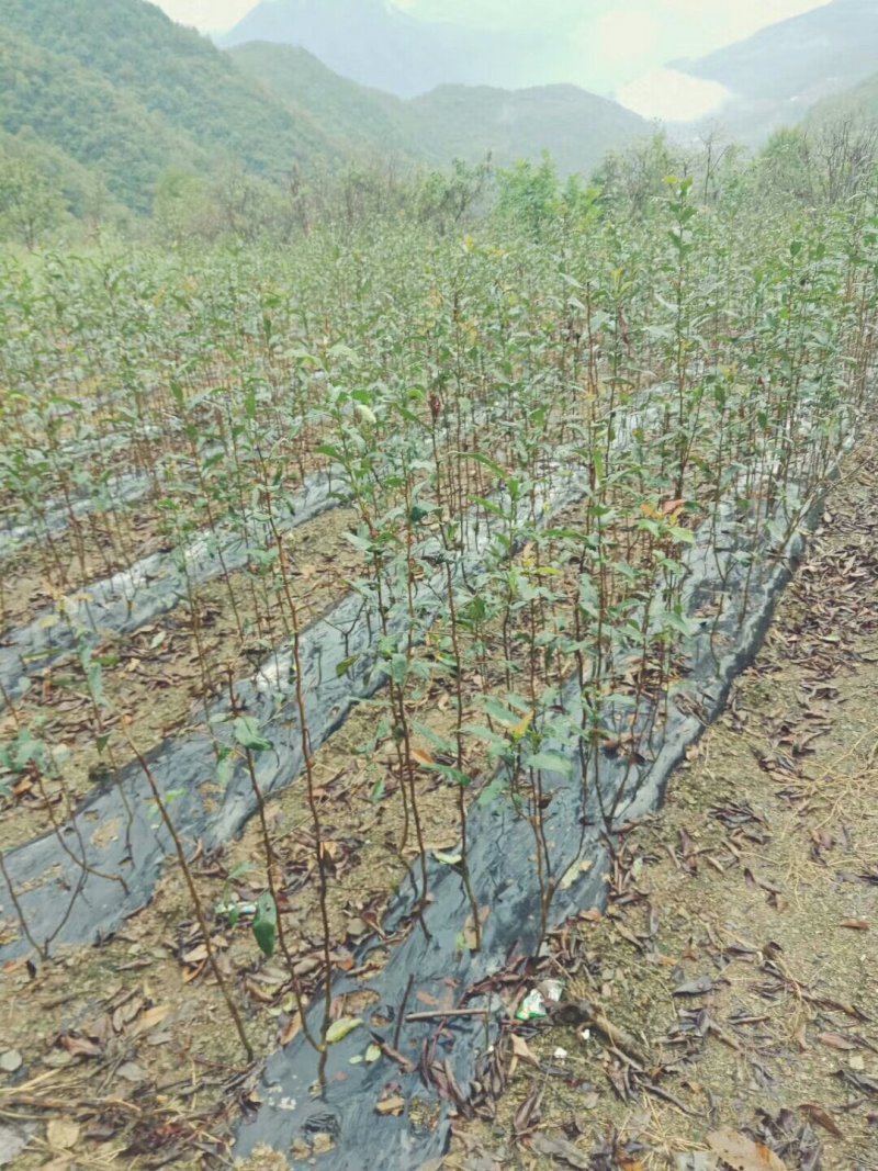 资丘邹皮木瓜树苗