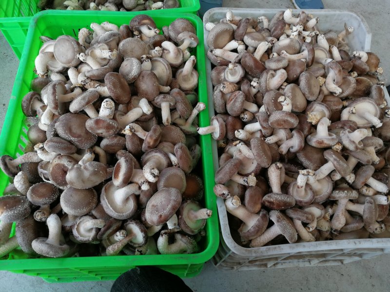 陕西汉中留坝