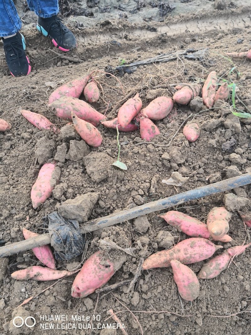 西瓜红大量供货。沙土地种植。基地直供无任何中间费用