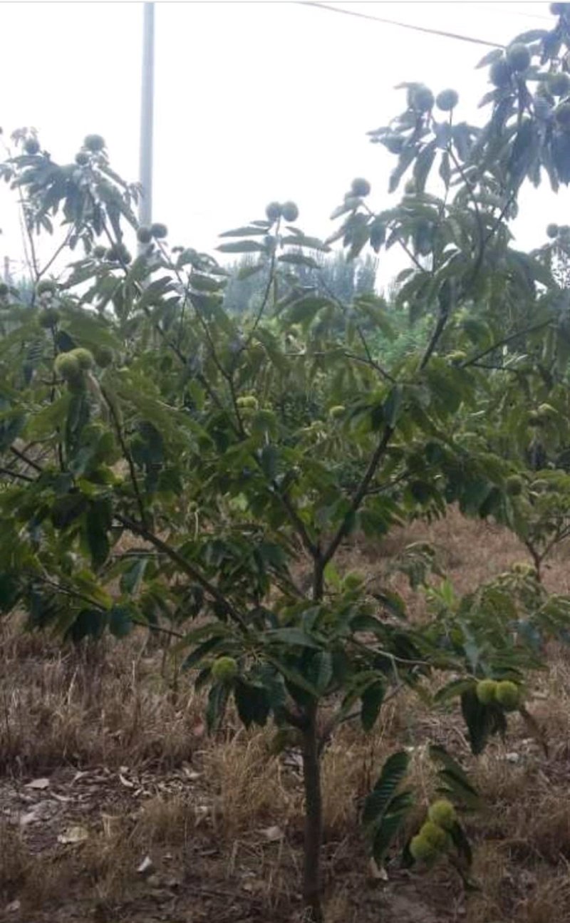 大红袍板栗苗，嫁接苗，基地直销现挖现发货，保湿邮寄