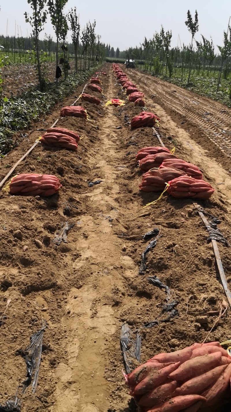 西瓜红大量供货。沙土地种植。基地直供无任何中间费用